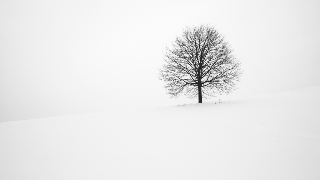 arbre en hiver dans paysage de neige